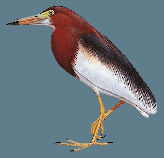 Chinese Pond Heron