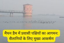 Mesmerizing Migratory Birds at Maithon Dam: A Tourist's Delight