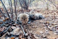 Madhya Pradesh: Female cheetah Veera gives birth to two cubs, wave of happiness prevails in Kuno National Park