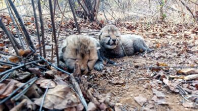 Madhya Pradesh: Female cheetah Veera gives birth to two cubs, wave of happiness prevails in Kuno National Park