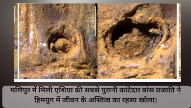 मणिपुर में मिली एशिया की सबसे पुरानी कांटेदार बांस प्रजाति ने हिमयुग में जीवन के अस्तित्व का रहस्य खोला।