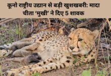 Project Cheetah: India-Born 'Mukhi' Gives Birth to 5 Cubs at Kuno