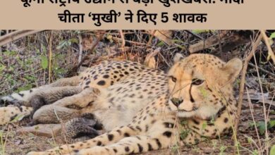 Project Cheetah: India-Born 'Mukhi' Gives Birth to 5 Cubs at Kuno