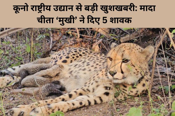 Project Cheetah: India-Born 'Mukhi' Gives Birth to 5 Cubs at Kuno